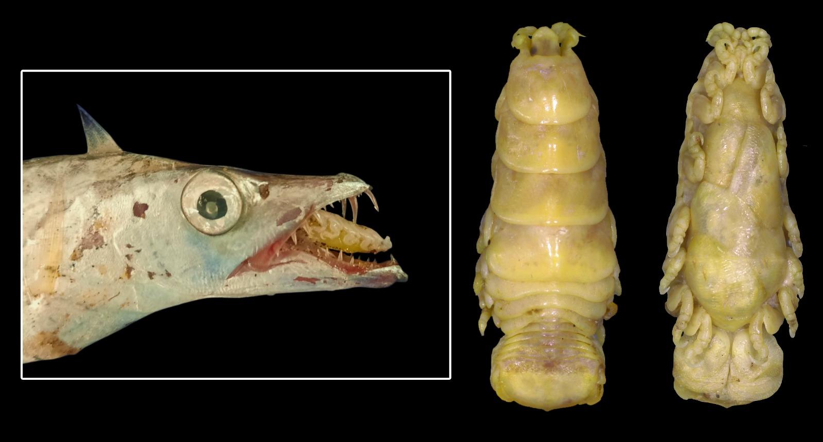 UP - A novel species of parasitic isopod, designated Lobothorax bharat ...