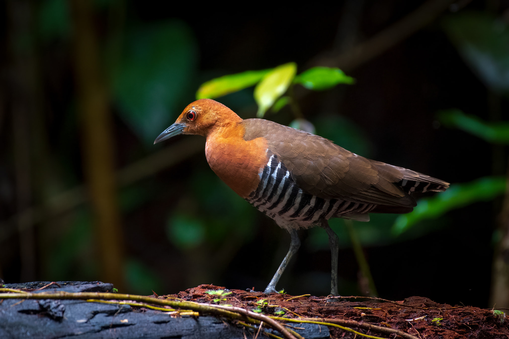 BIN - Slaty-legged Crake ( ရေငုံးခြေမီးခိုး) ဒီရေငုံး ကတော့ ငုံး လို့သာ ...