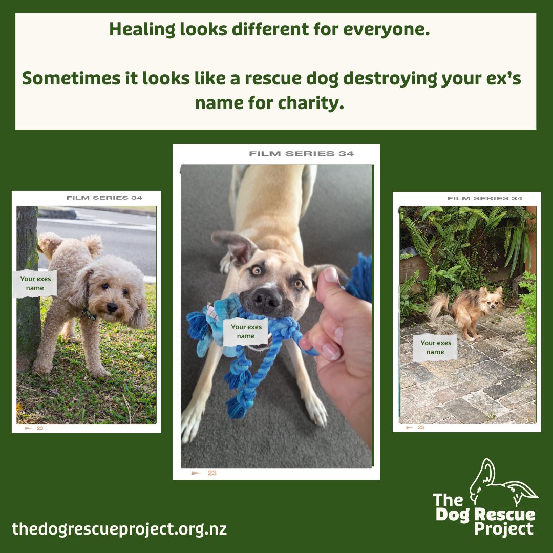 🌟 MEET STACY 🌟 Adventure buddy.... - The Dog Rescue Project | Facebook