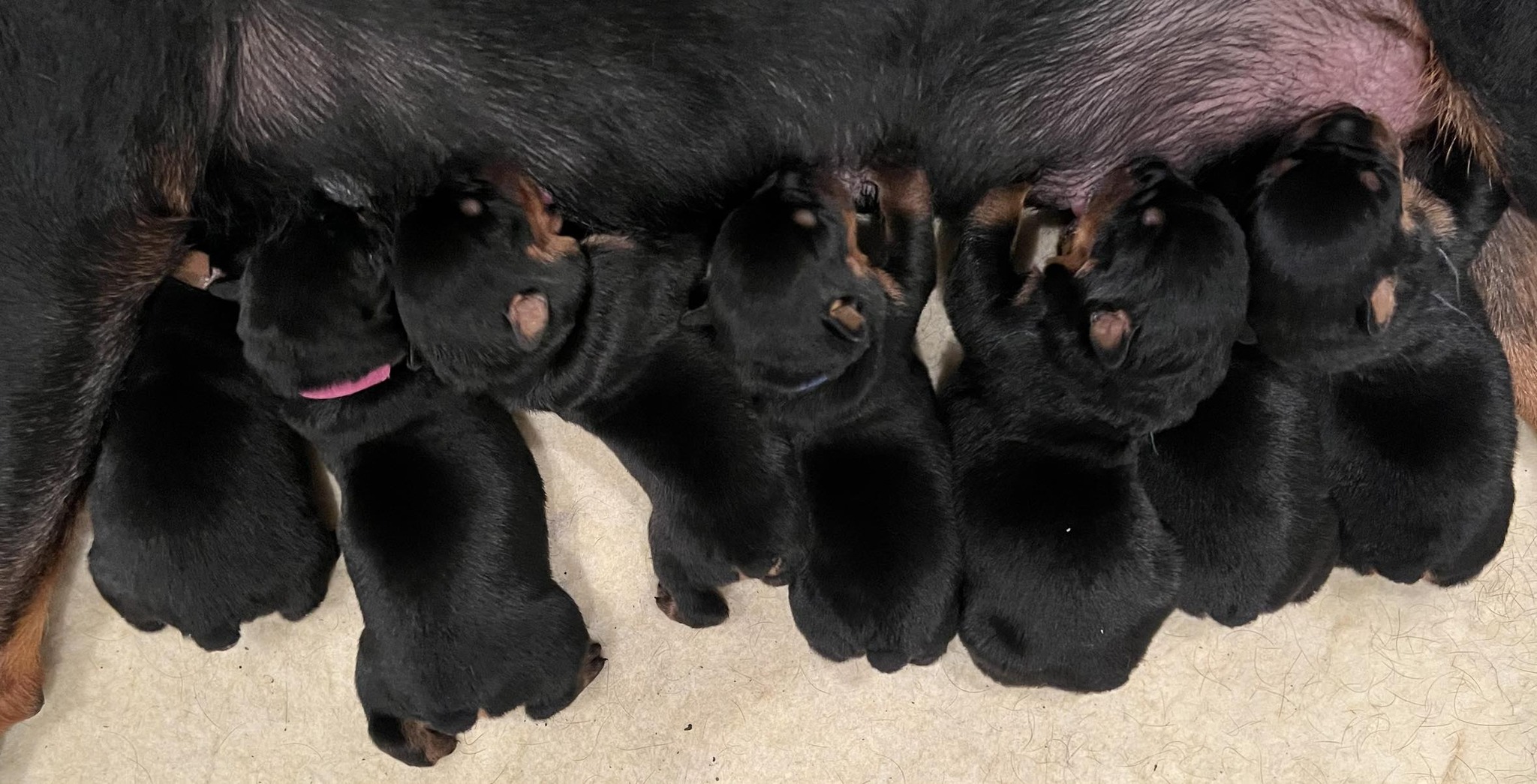 Medallion Rottweiler Club