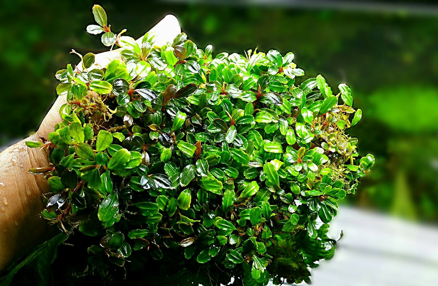 Nakamoto Series Bucephalandra* Bucephalandra sp. Amanda by KN (Not