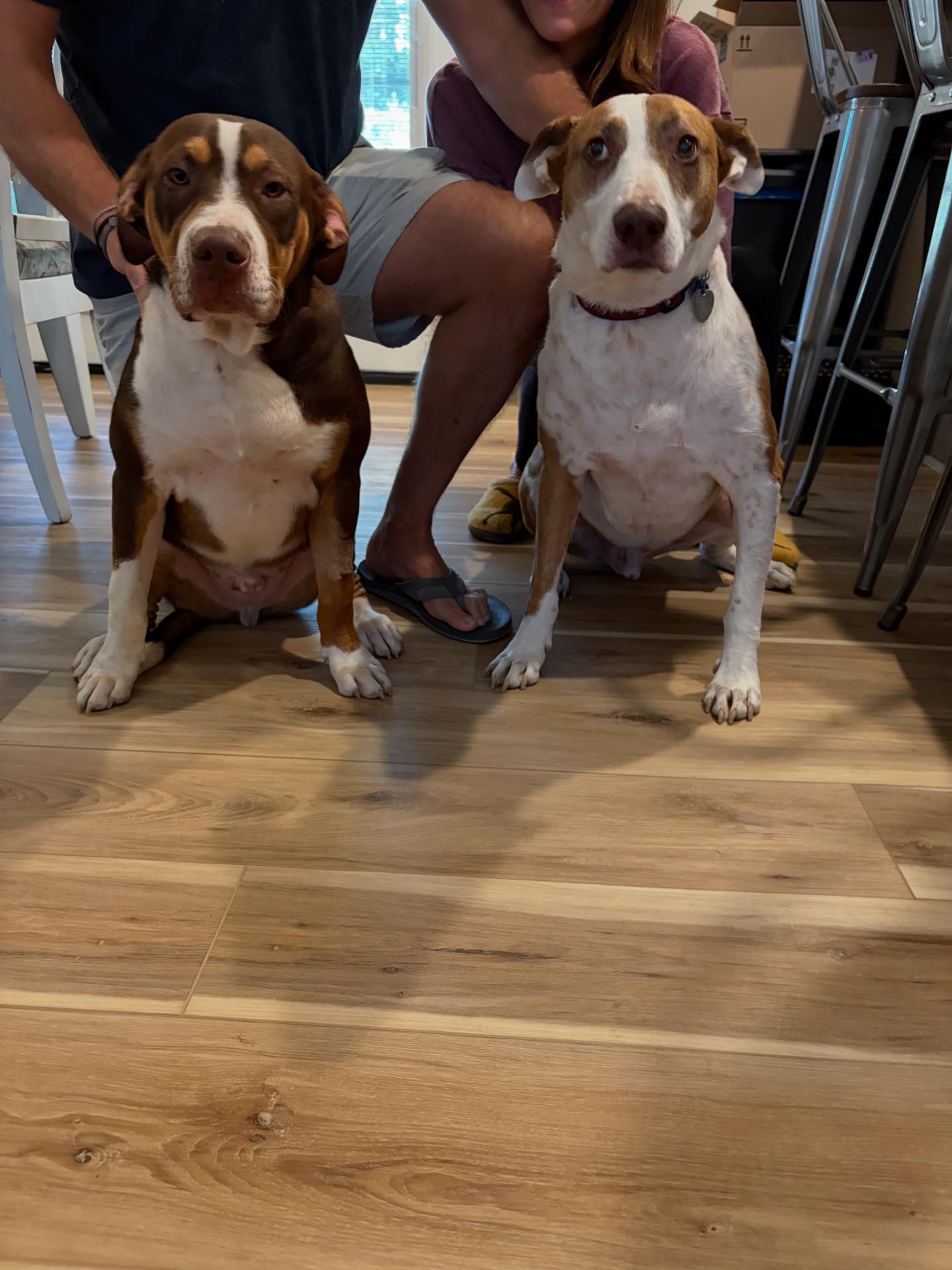 Last Hope Rescue Florida | Tallahassee FL