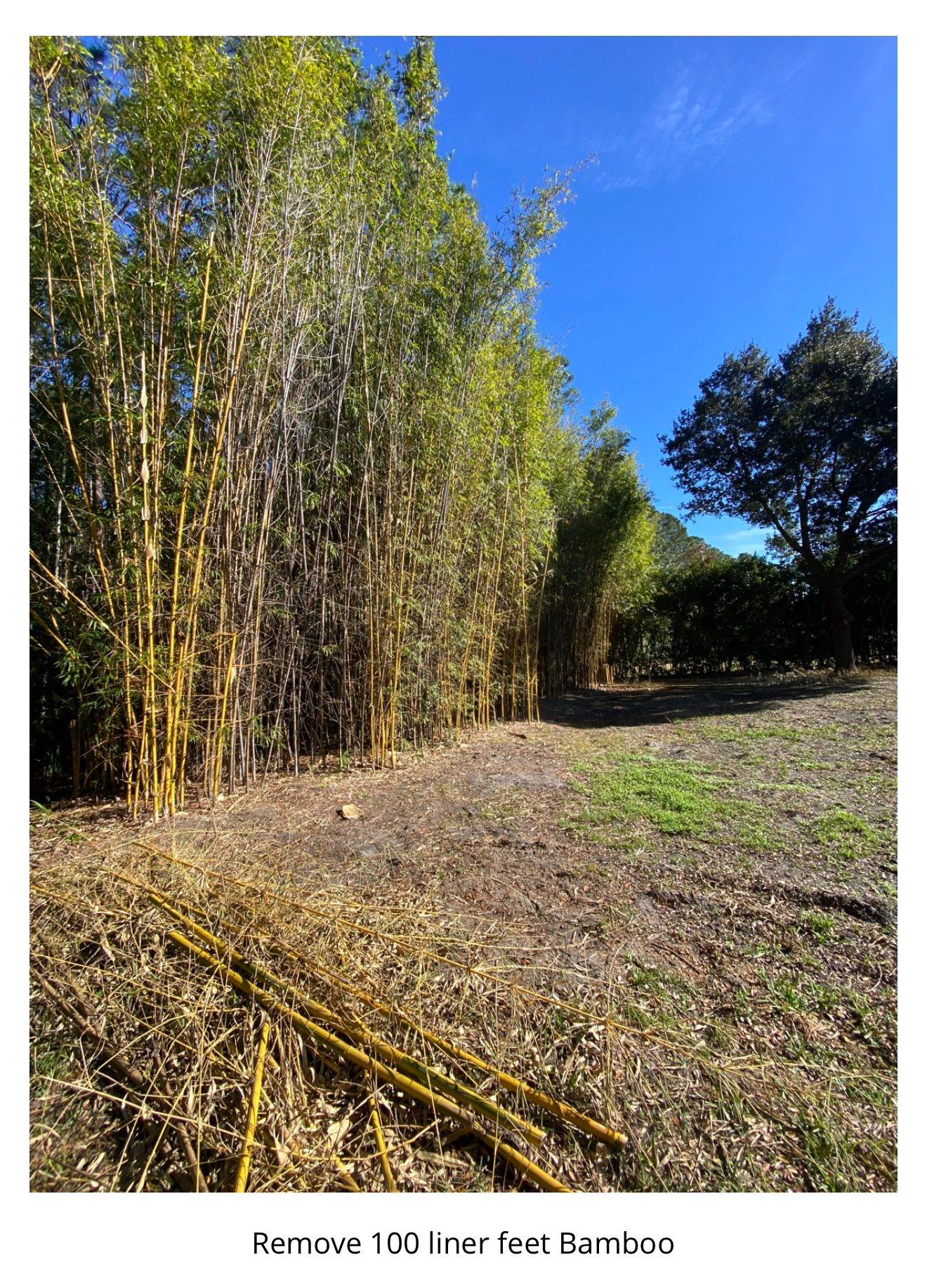 Blue Ox Expert Tree Service | Jacksonville FL