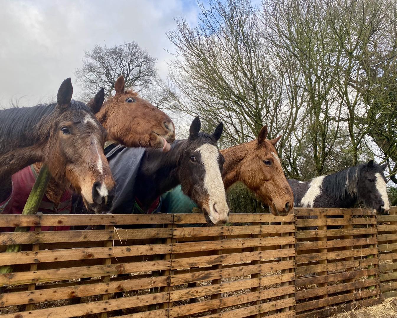 The Animal Family Smallholding