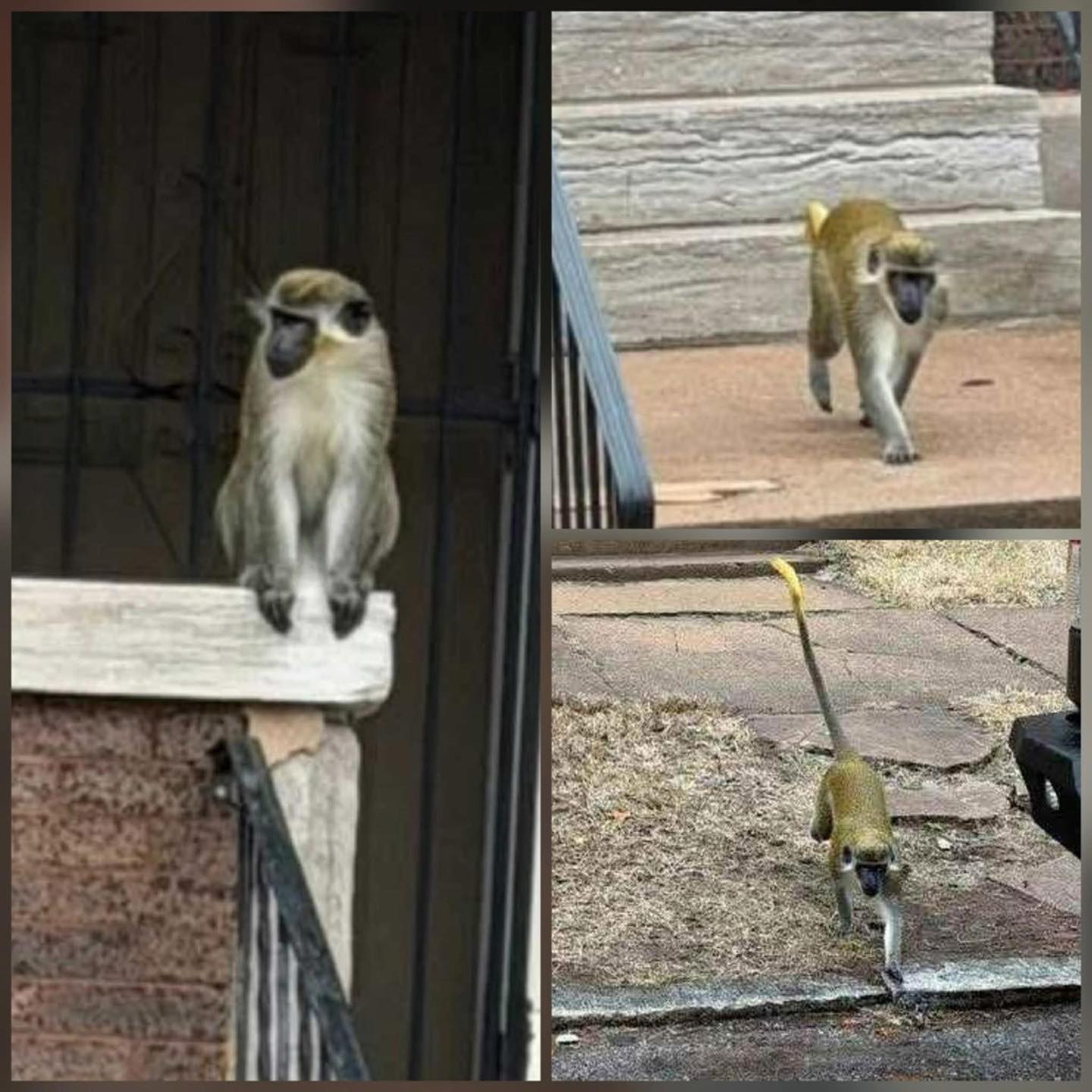 VOP - FOUR MONKEYS ON THE LOOSE IN NORTH CITY #STL According to reports ...