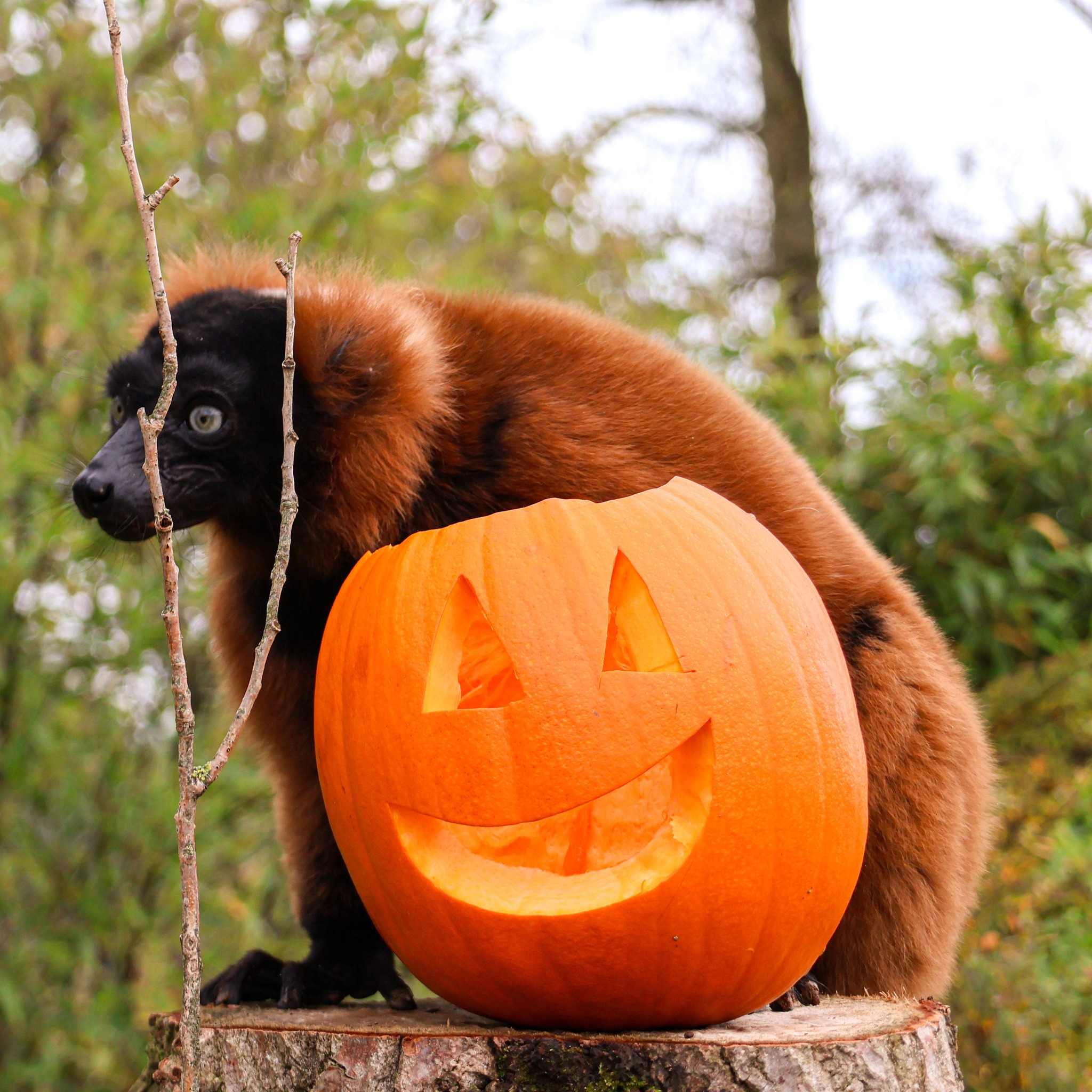 Twycross Zoo - Our red-ruffed lemurs have officially moved... | Facebook