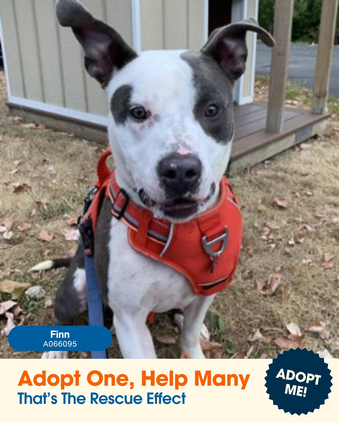 Beaver - 🚨FREE adoptions TOMORROW at Beaver County Humane Society!🚨 🐾 ...