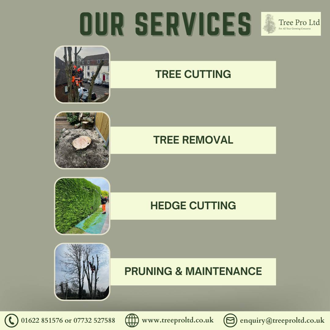 Tree Pro Ltd | Maidstone