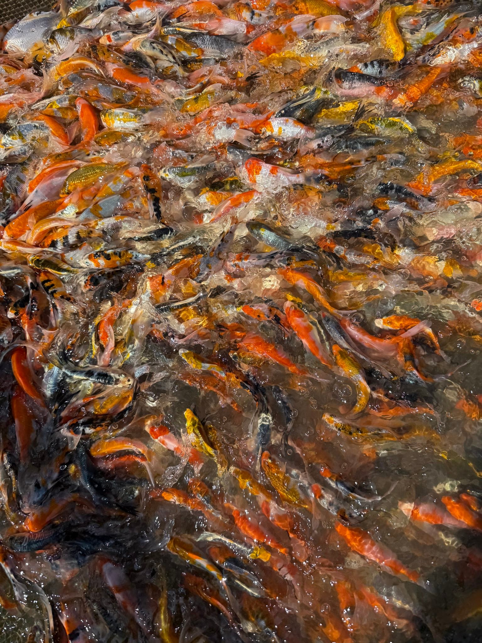 Koi Fish - minden ami hal | Érd