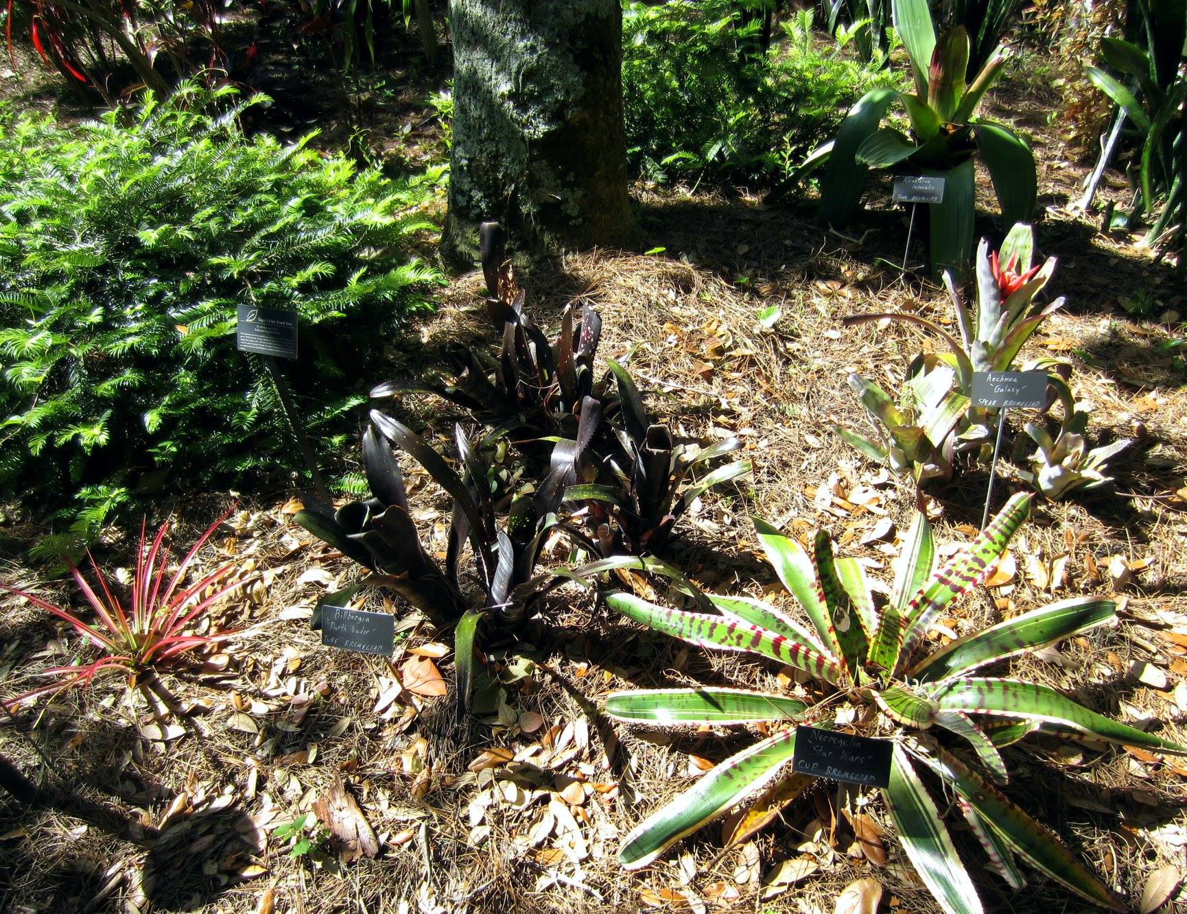 Neoregelia 'Star Wars' bromeliad for bright shade
