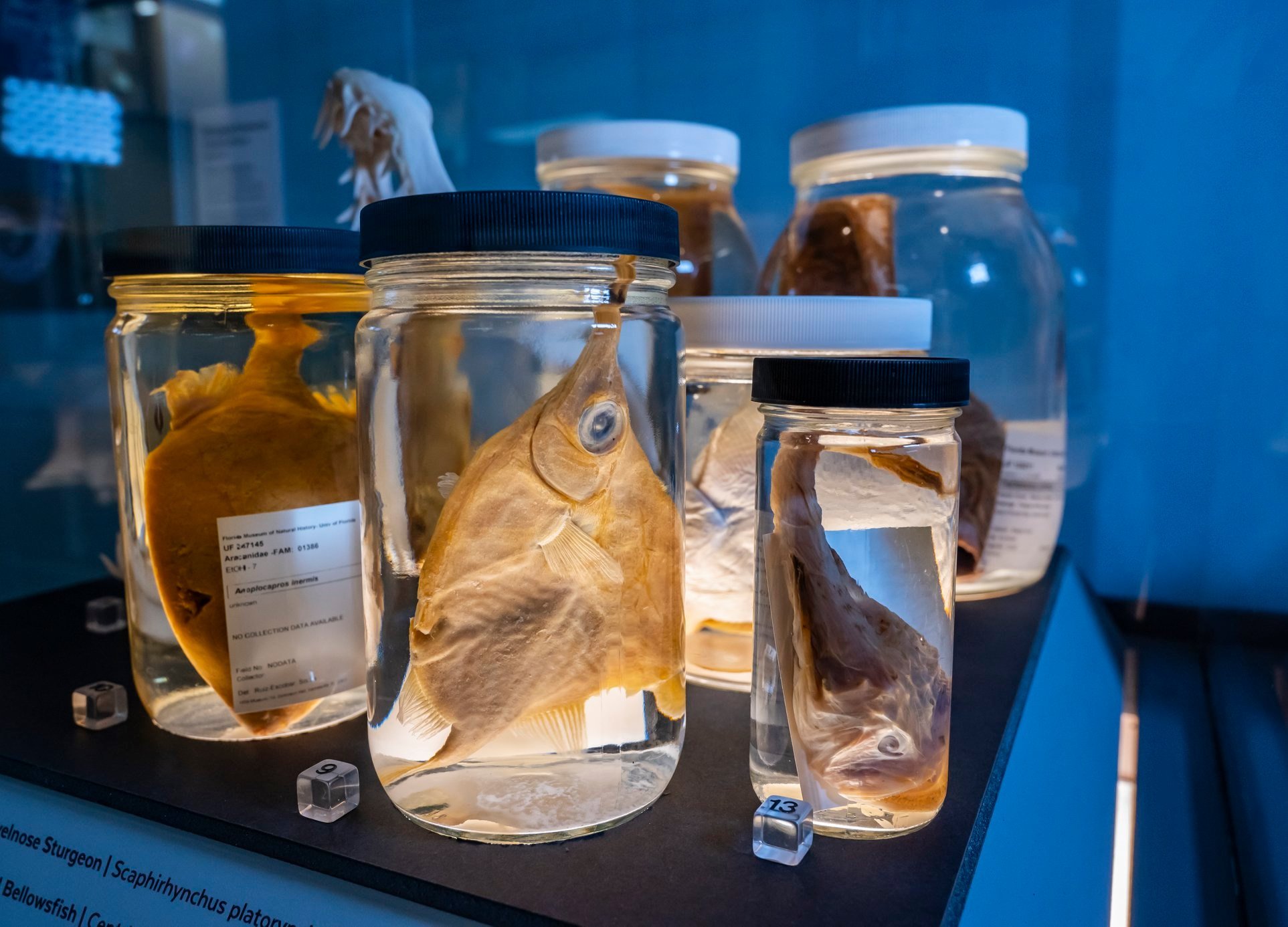 Look at this snoot! Transforming fish specimens from blah to bling is a ...