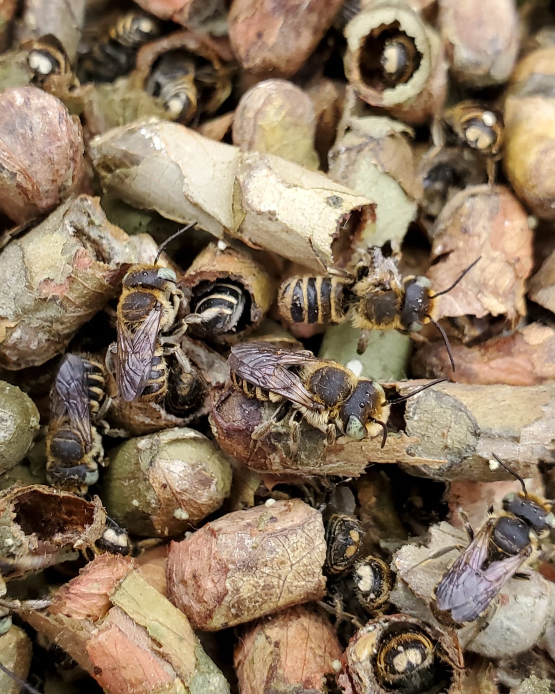 Kind - What IS a bee cocoon? 🐝🤔 Each tiny cocoon was carefully crafted ...