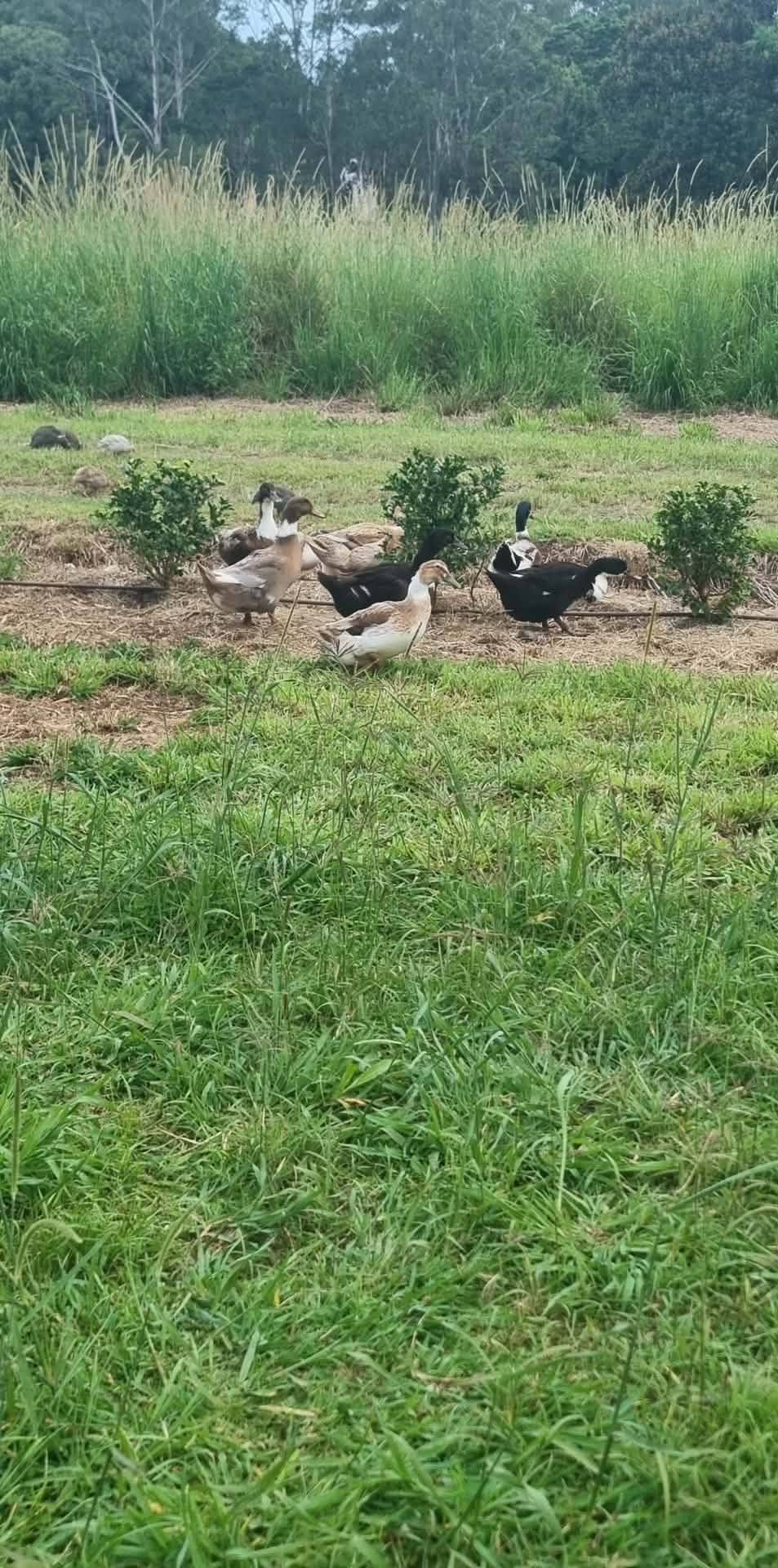 Northern Rivers Poultry added a... - Northern Rivers Poultry