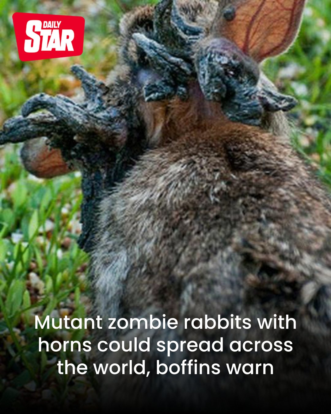 Daily - It leaves them with warty tentacle-like growths on their heads ...