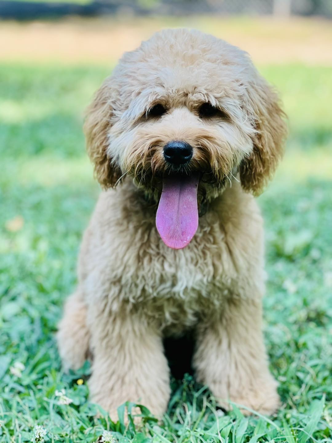 Rising STAR Family Dogs | Durham NC