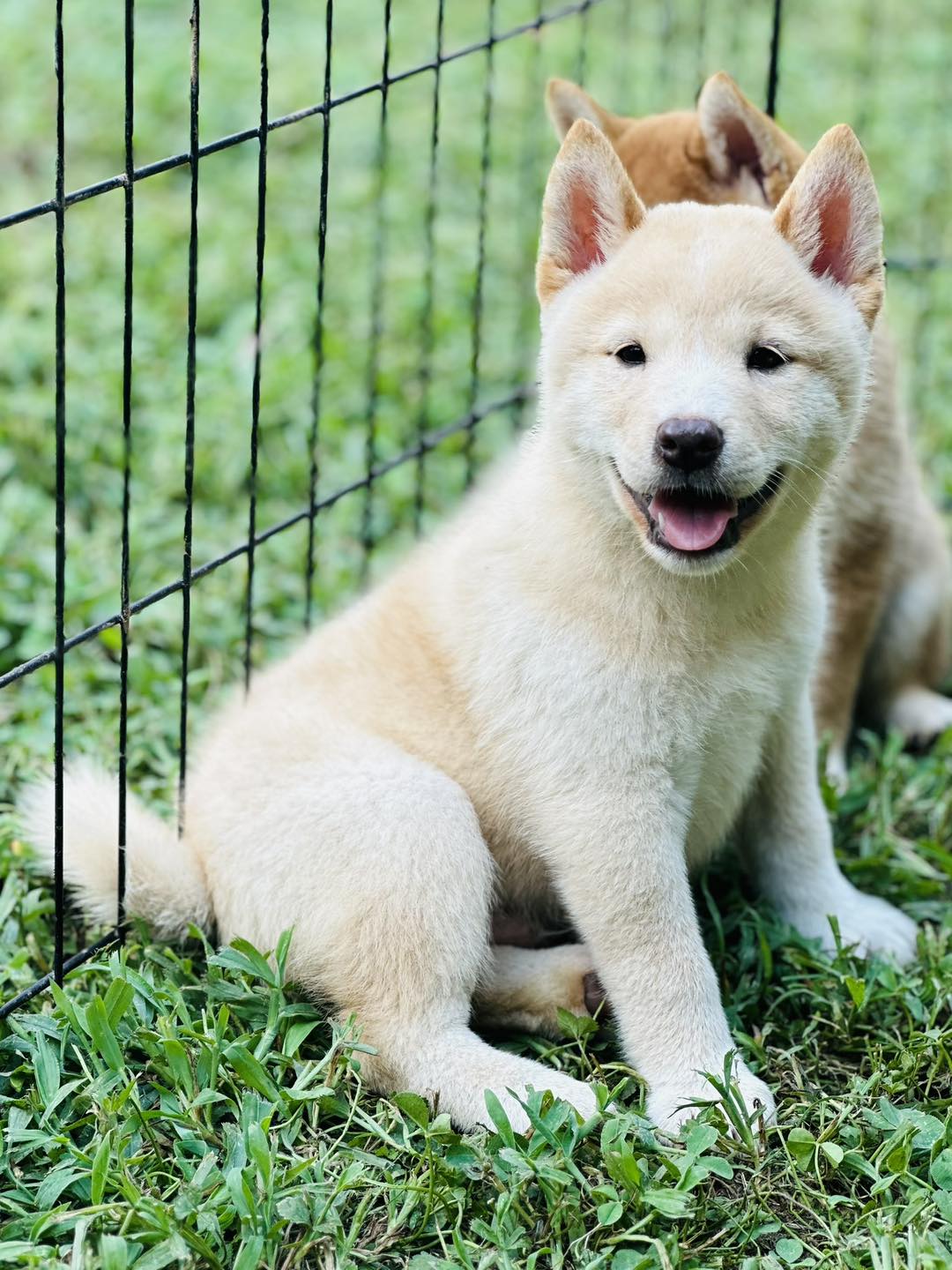 Rising STAR Family Dogs | Durham NC