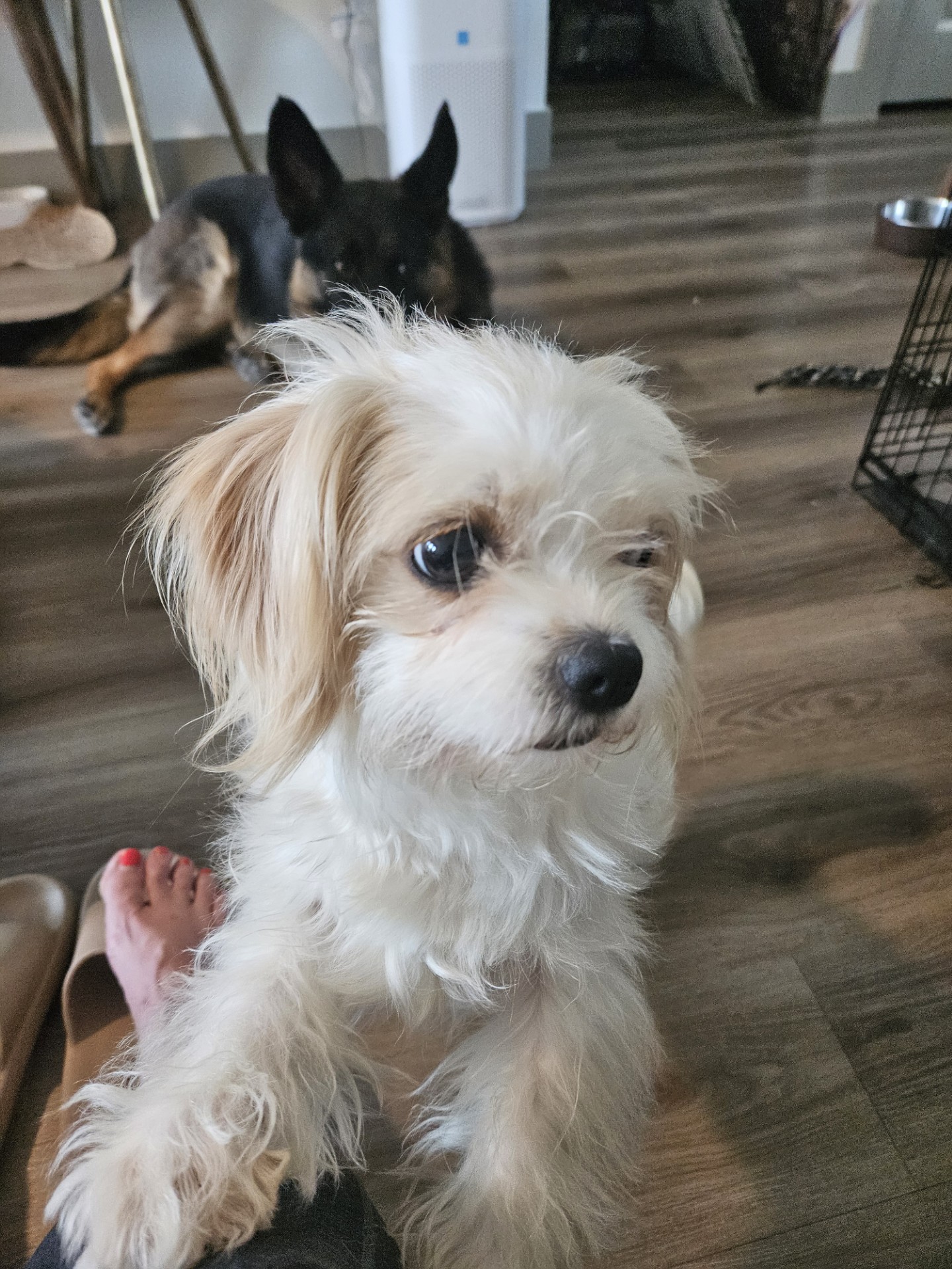 cody-s-friends-rescue-added-a-new-cody-s-friends-rescue