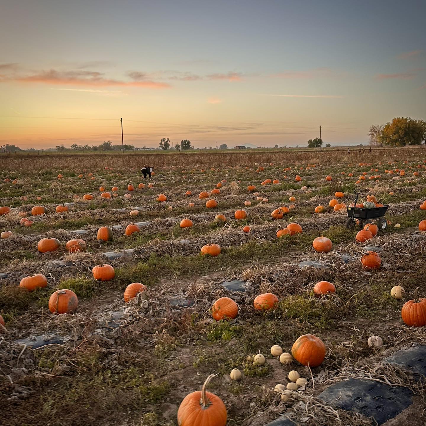 Swore Farms - Don’t miss the new pumpkin patch at Swore... | Facebook