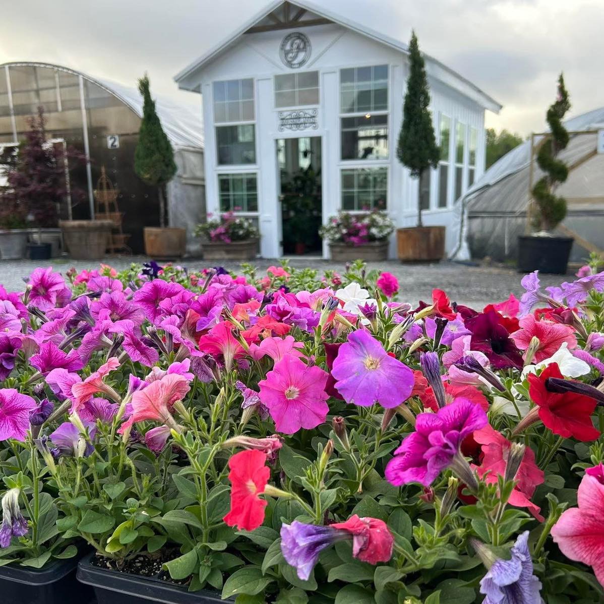 Sitemapcdatahttpabckniqoocompiala S Nursery Garden Shopnull