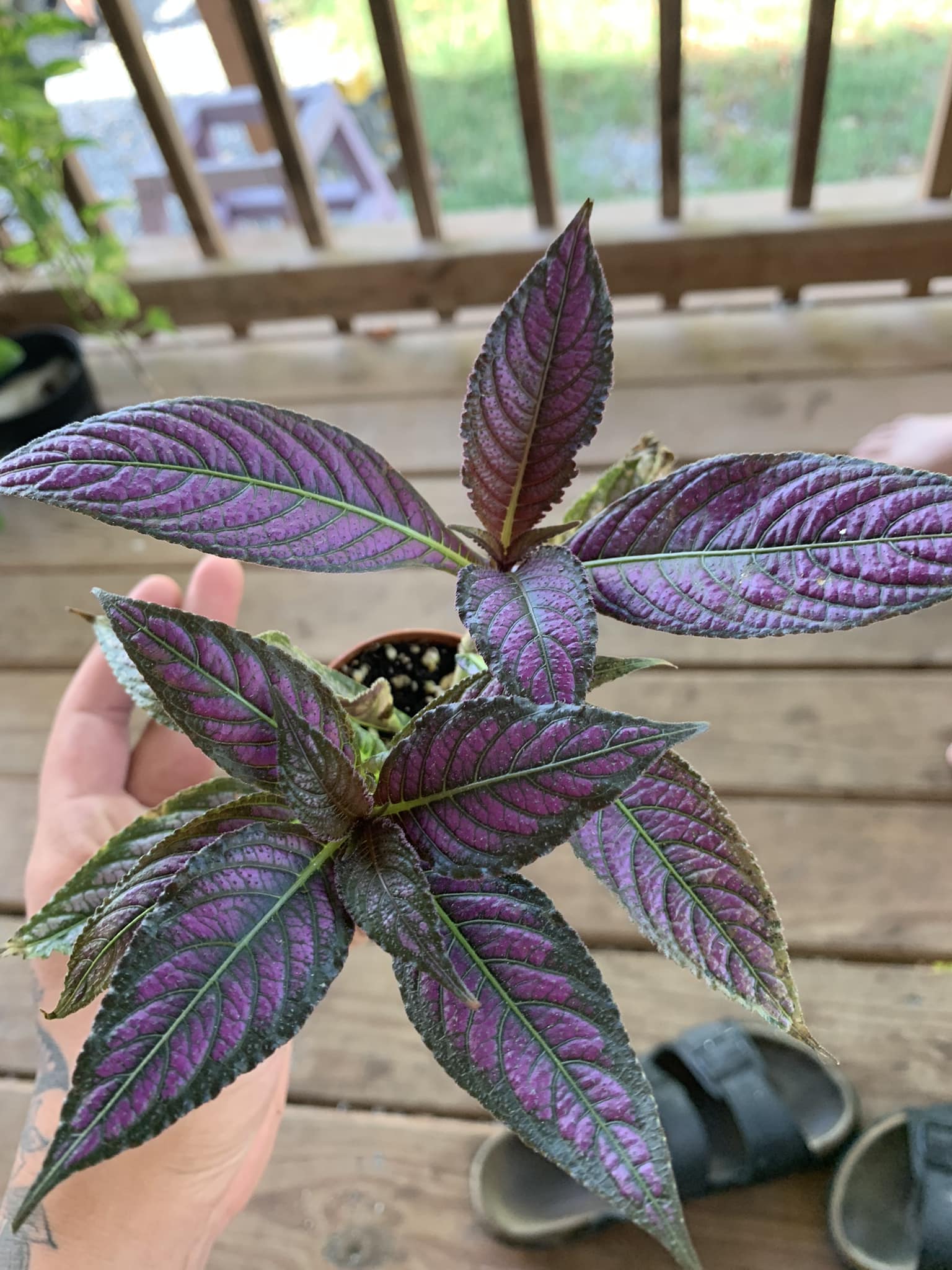 She's so purty 🥹 Anthurium KOS x Doc Block