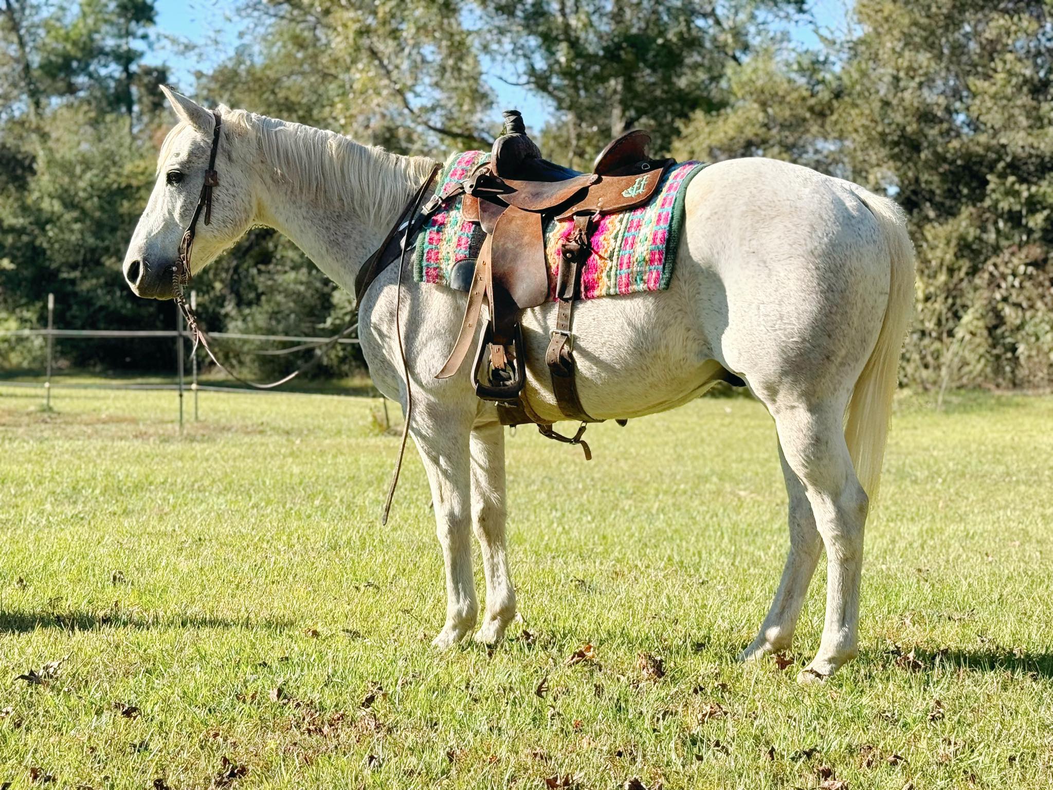 Performance - 48 HOUR AUCTION ENDING 11 /9 AT 9pm CST 𝒲𝒽𝓎 𝓌𝒶𝒾𝓉? 𝒜𝓈𝓀 ...