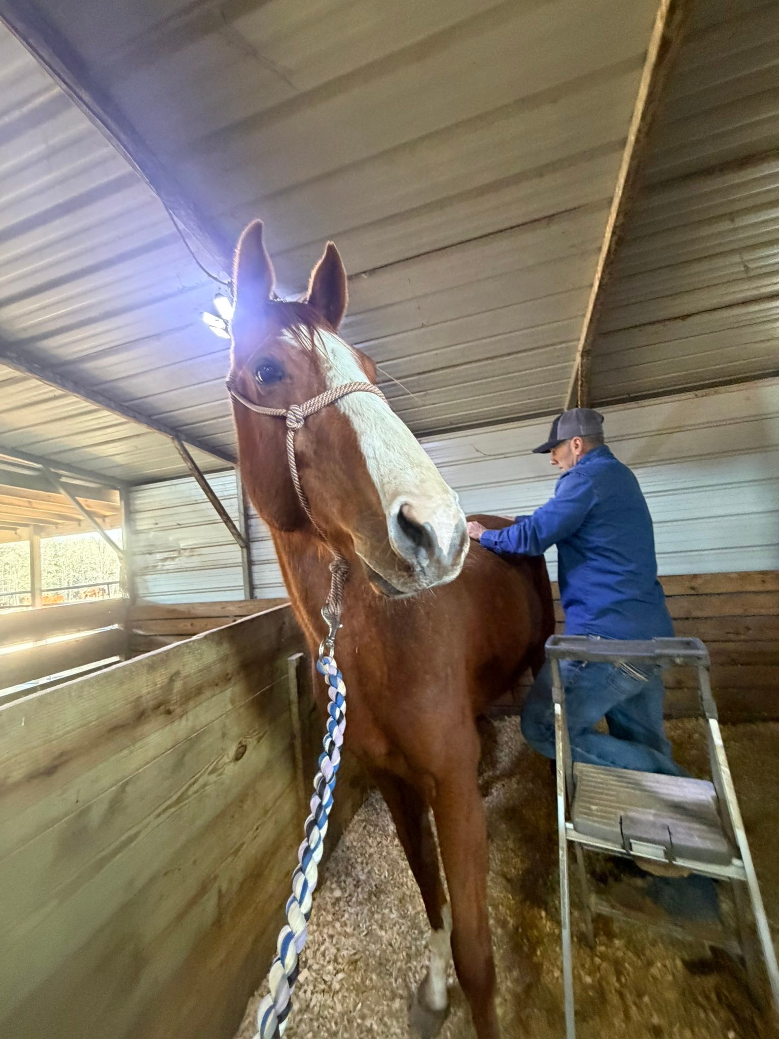 Rocking R Ranch and... - Rocking R Ranch and Rescue, Inc.