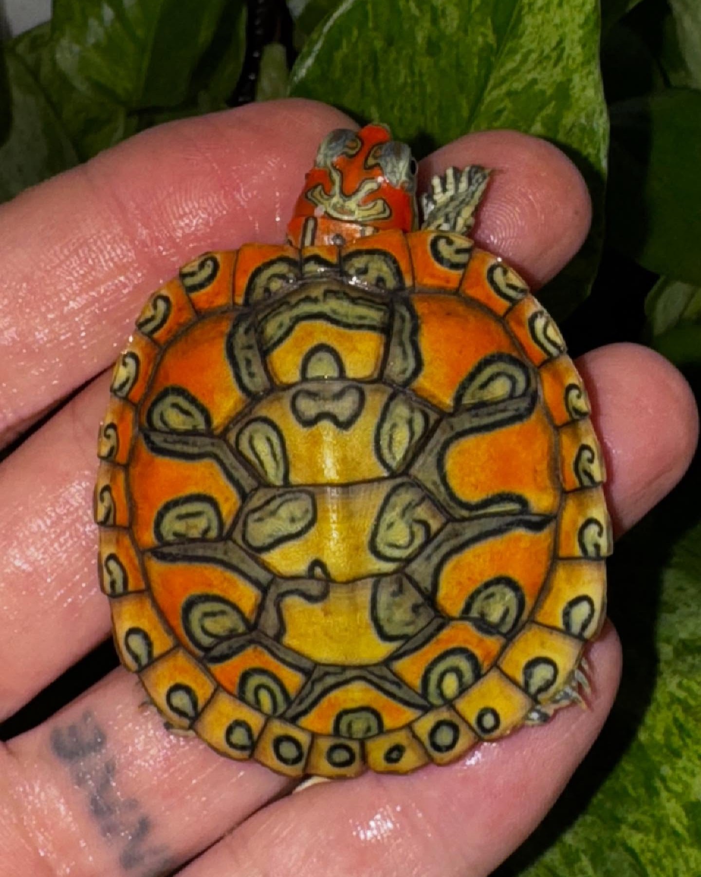 The Reptile - What do you see on the shell of this red eared slider ...