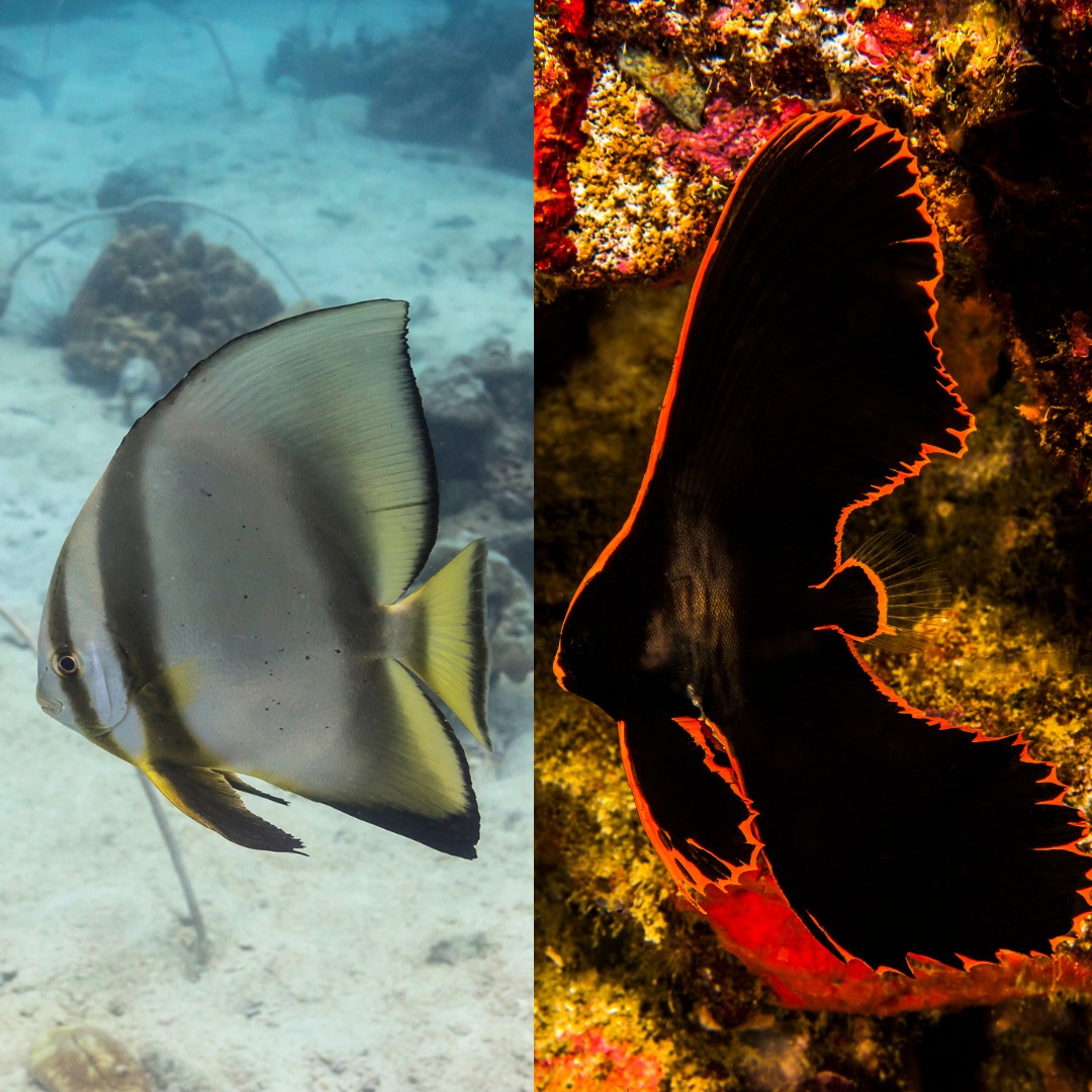 Blue - Did you know? Pinnatus Batfish look nothing like their adult ...
