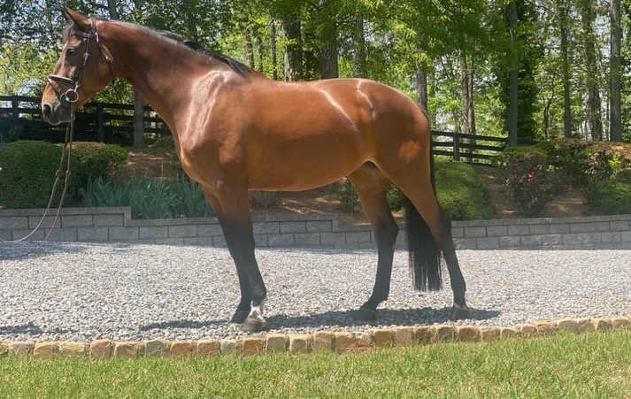 mame Experienced Zangersheide mare for sale