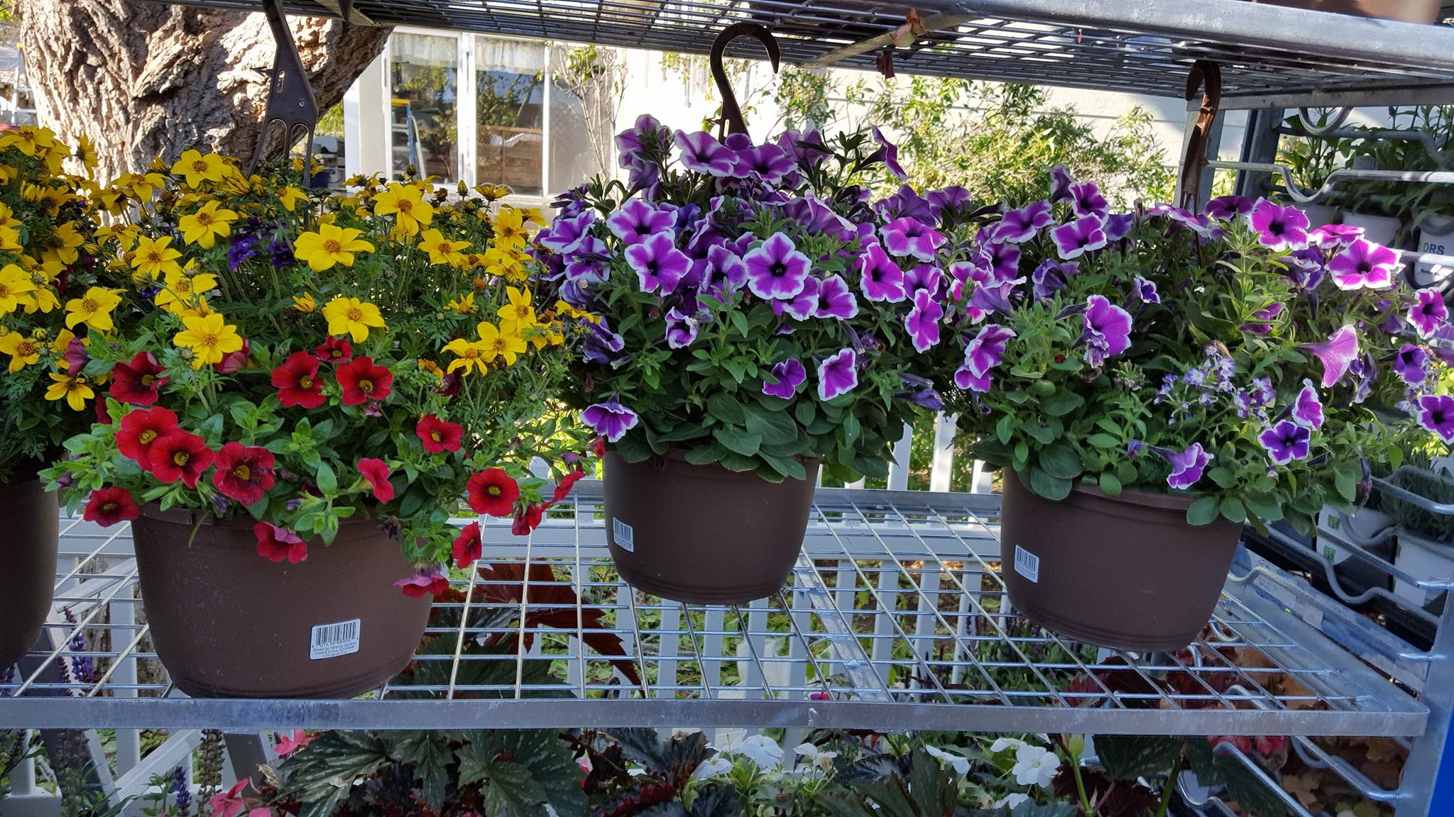 the garden shed - flowers are here!! first shipment has