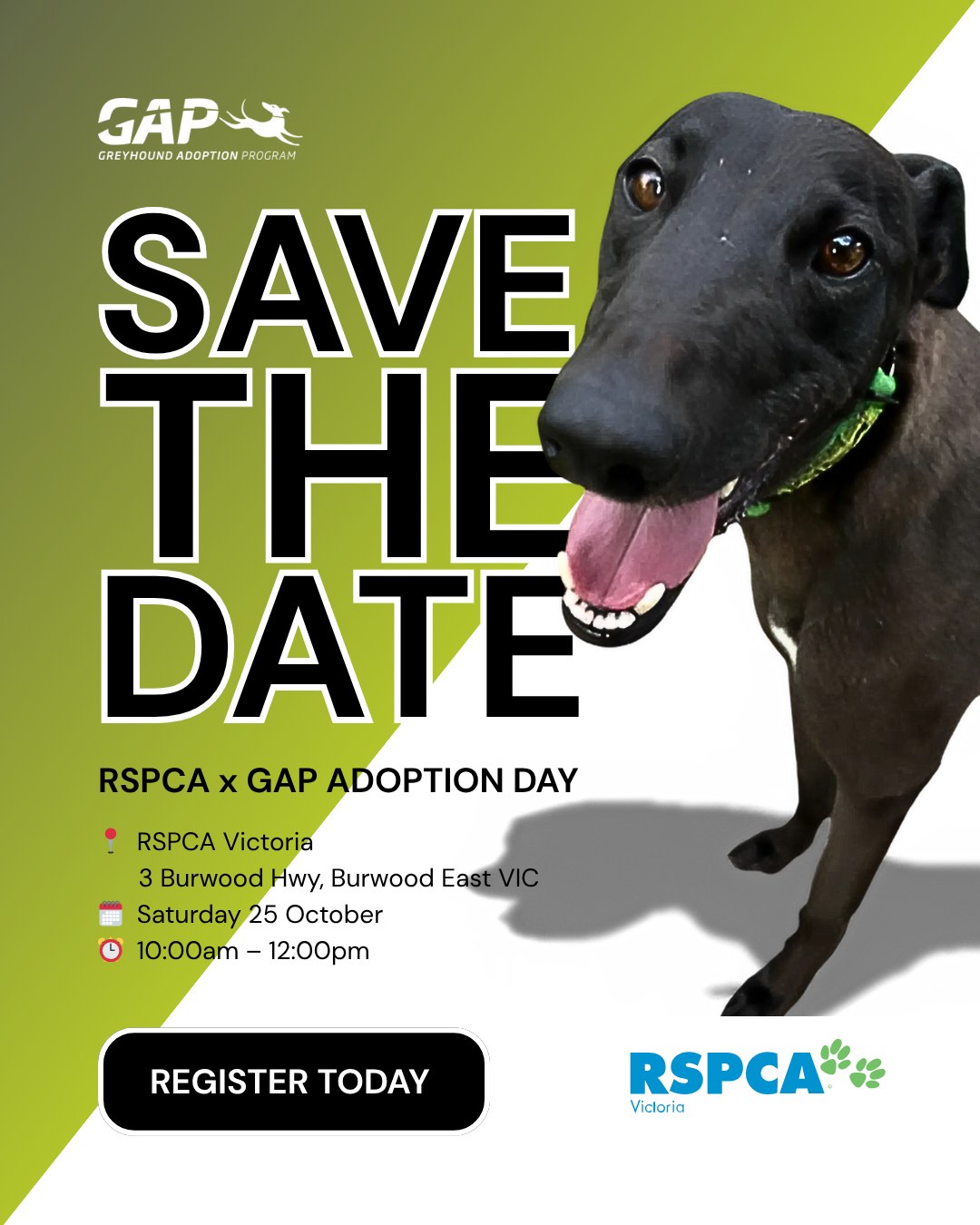 Greyhound Adoption... - Greyhound Adoption Program VIC