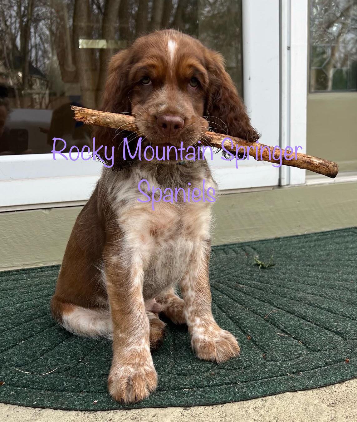 Otis found a stick... - Rocky Mountain Springer Spaniels | Facebook