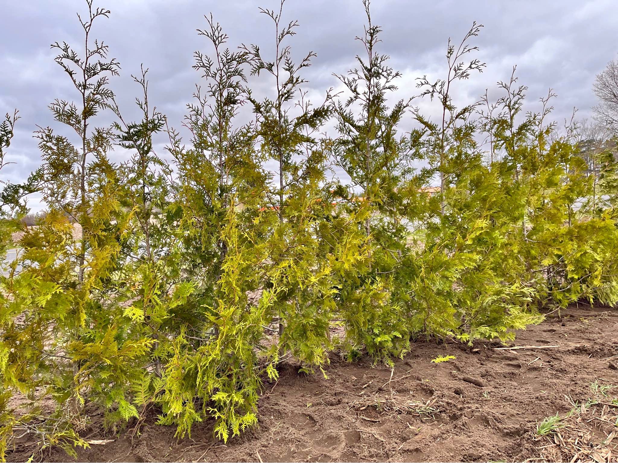 🌲Hewitt’s Evergreen Trees 🌲 - Plants & Seedlings - Hamilton, Ontario ...