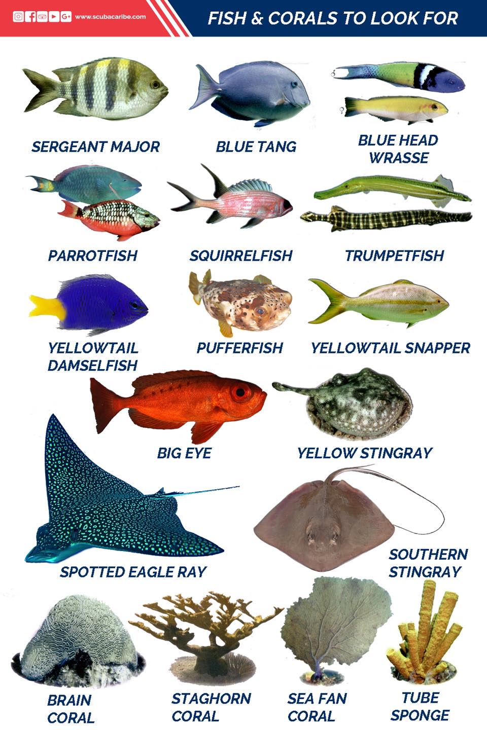 ScubaCaribe - These are some of the marine life we see during our ...