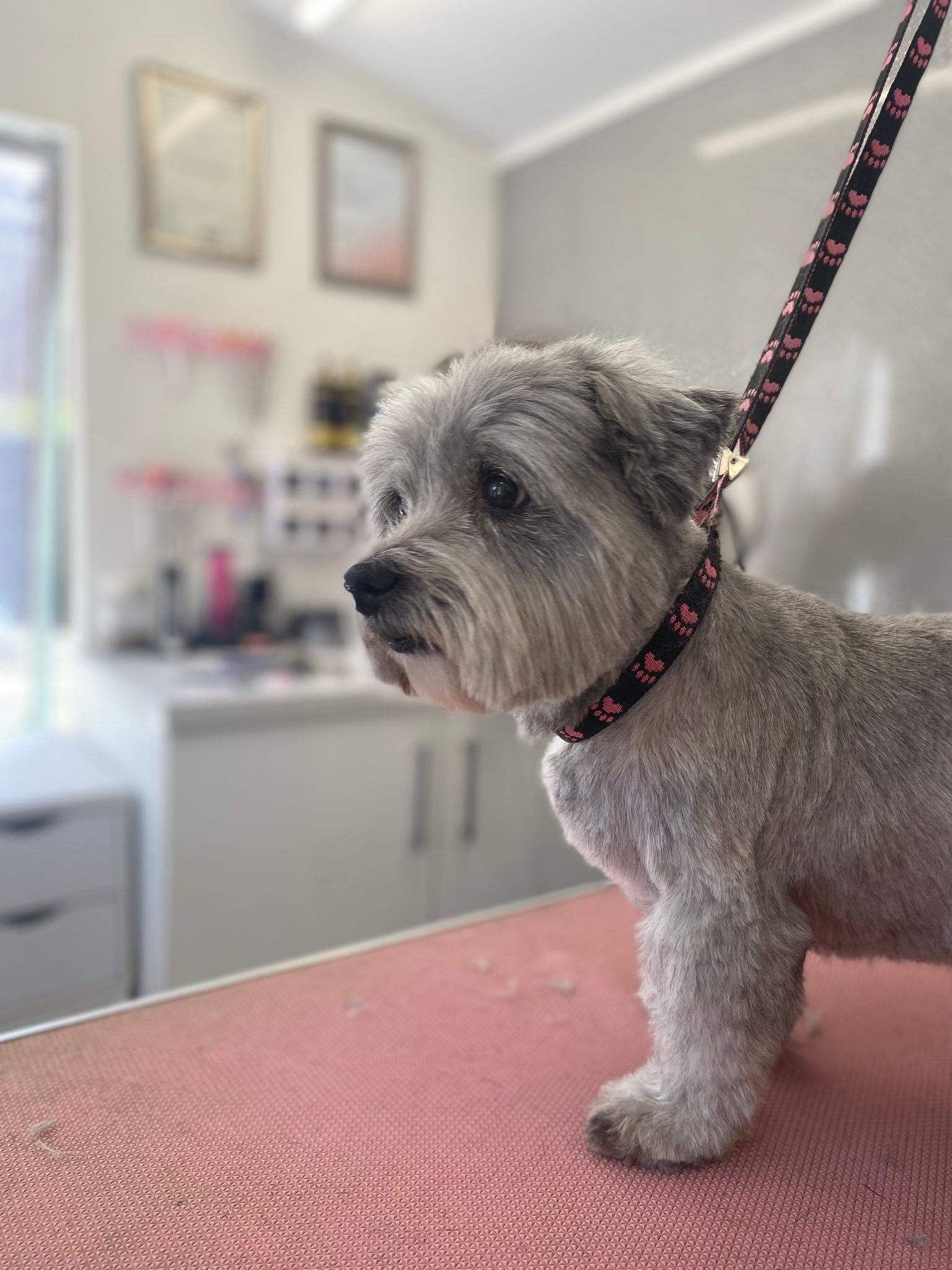 Perry's Pampered Paws | Banbury