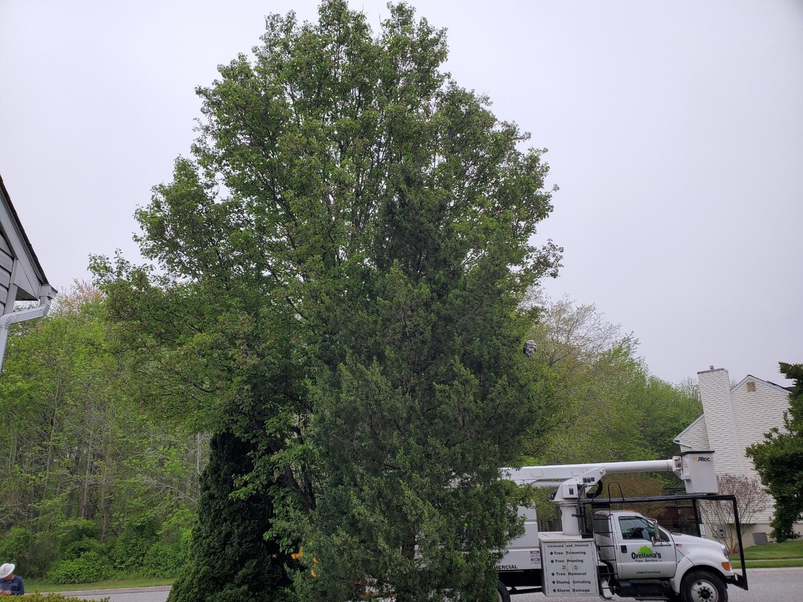 Orellana Tree Services Llc | Middle River MD