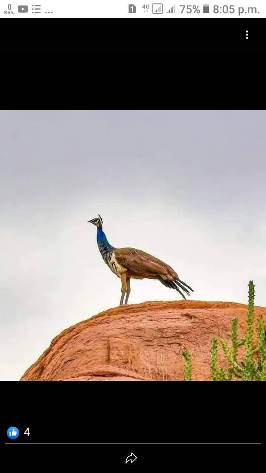 Ghulam Fareed Rind