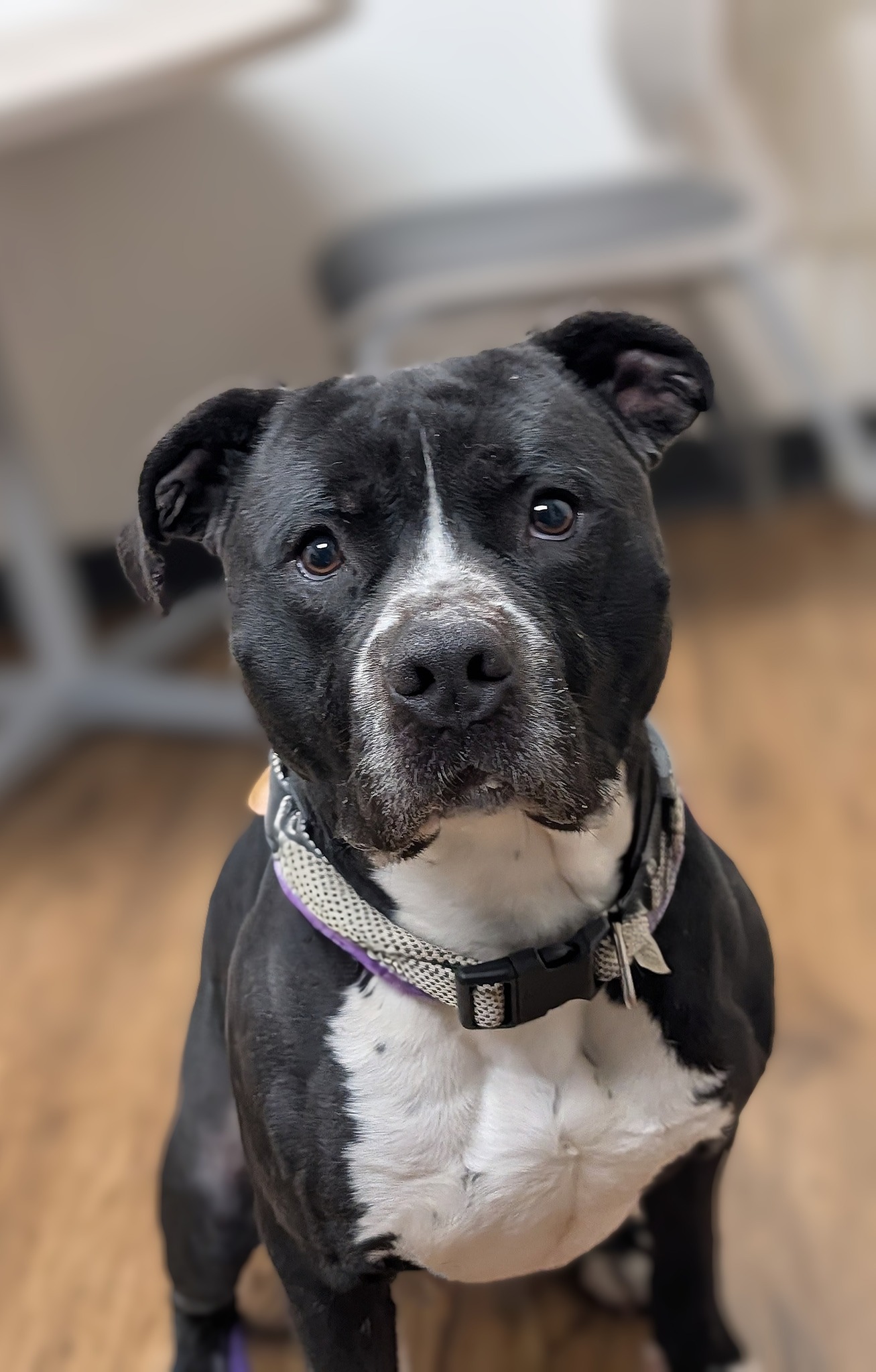 Meet Debo! 🖤🤍... - Greenfield- Hancock Animal Management | Facebook
