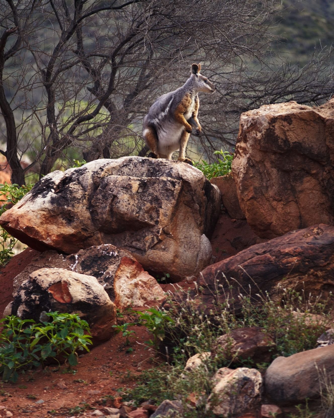 Arkaroola - In the stillness of the ranges, a flicker of movement ...