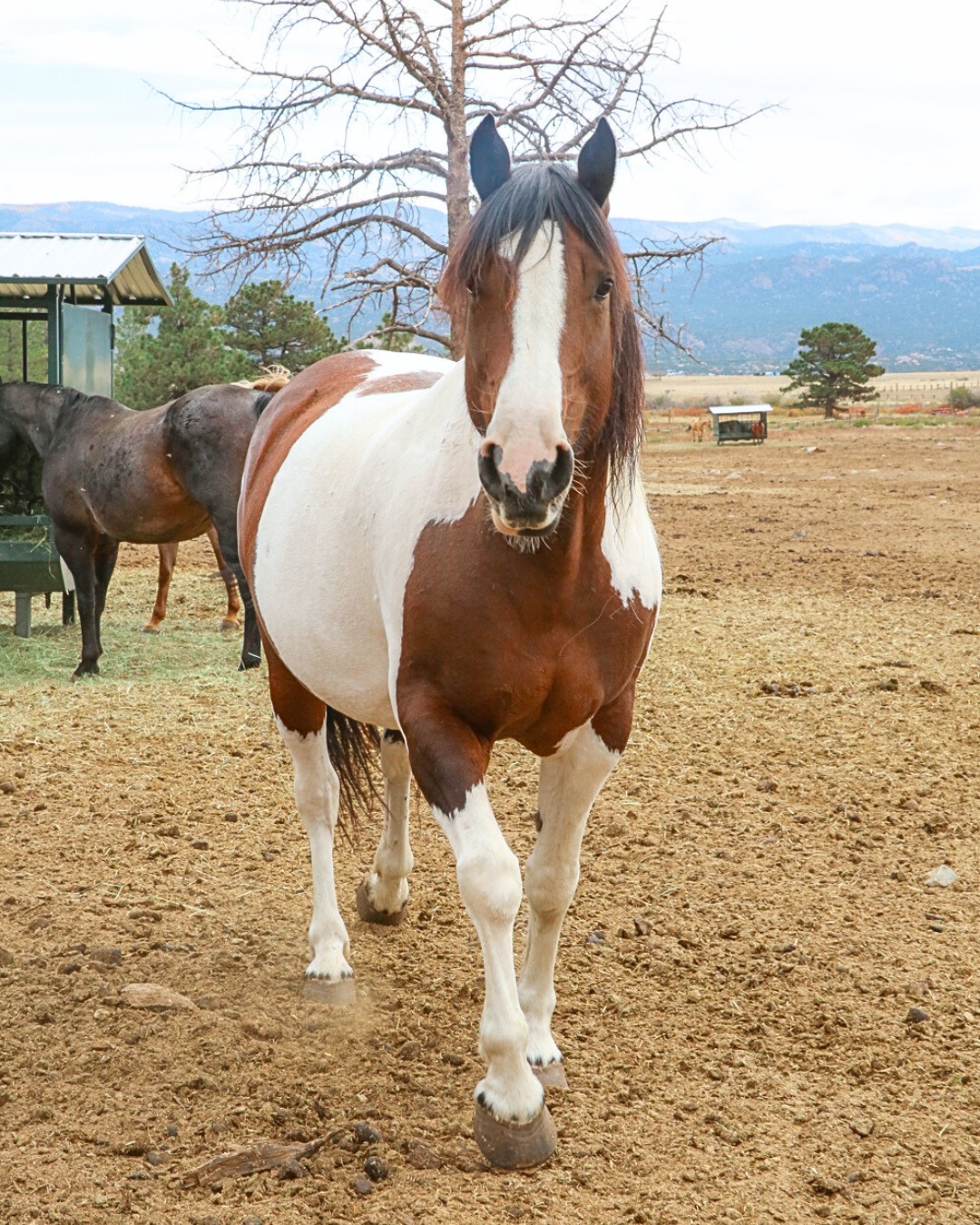 A/U Ranches - Say “hay” to the three newest faces at the... | Facebook