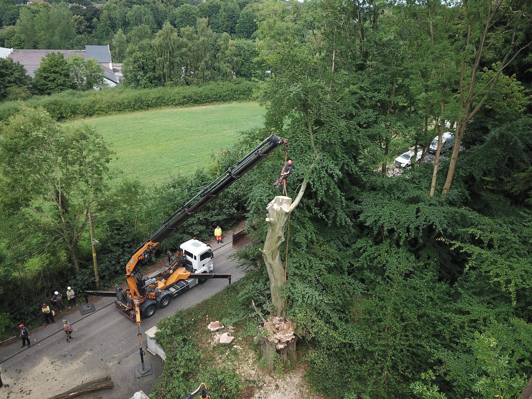 M Large Tree Services Ltd | Newtownabbey
