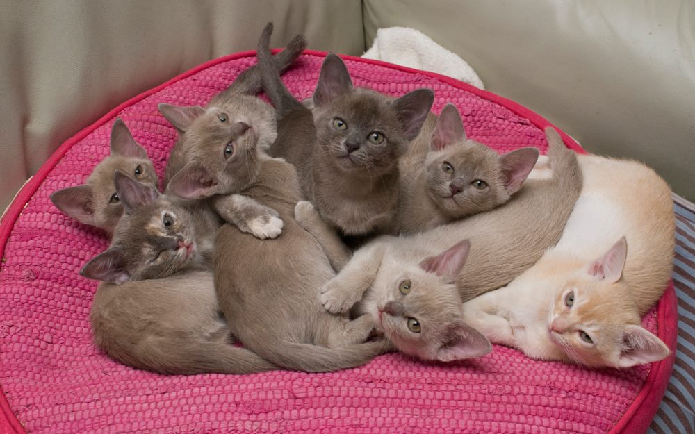 Ninelli's burmankissat / Ninelli's Burmese cattery