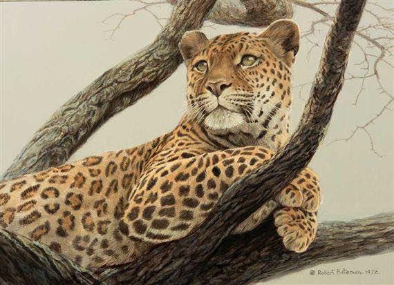 Robert - The leopard is a solitary, nocturnal big cat known for its ...