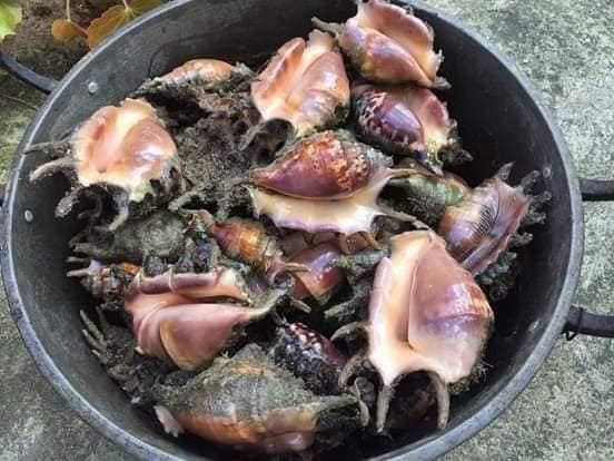 Sea shells o sihi kung tawagin sa... - Sulyap sa Nakaraan