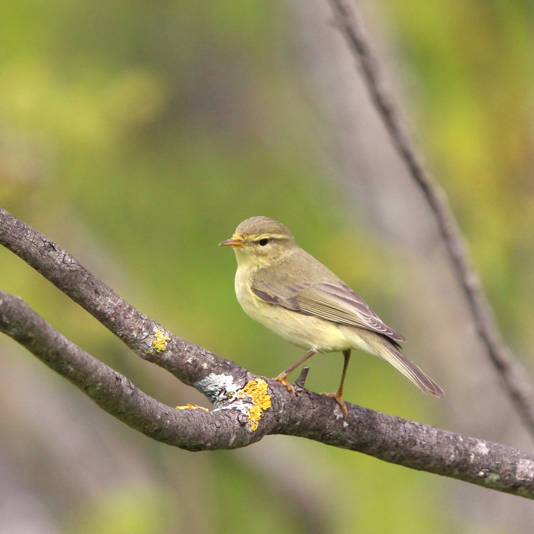 Quinta - Today, we spread our wings for World Migratory Bird Day 🕊️ ...