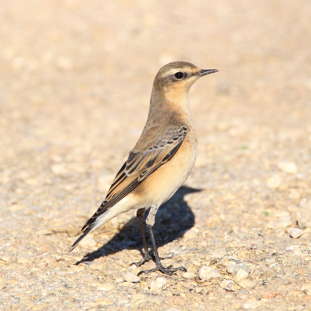 Quinta - Today, we spread our wings for World Migratory Bird Day 🕊️ ...