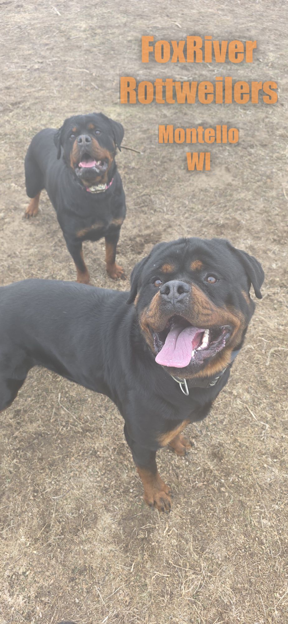 Only... - Fox River Rottweilers 