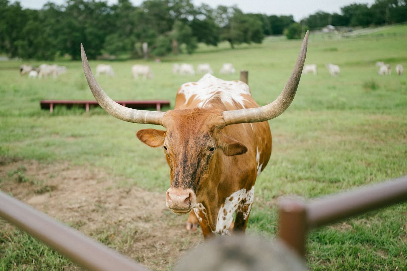 Waller Ranch | Dade City FL