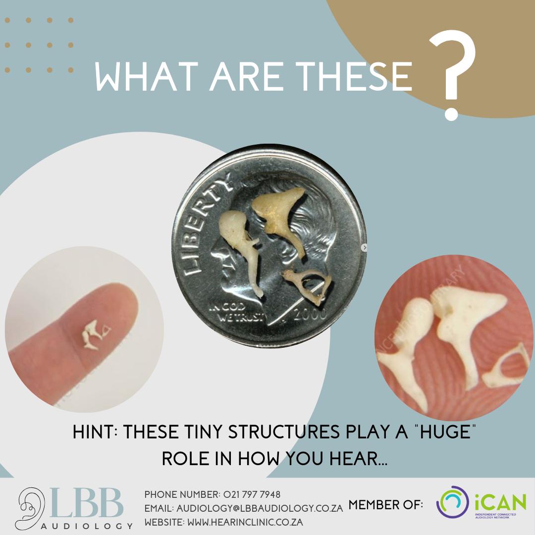 Leveson - 🔍 What are these? . Hint: These tiny structures play a 
