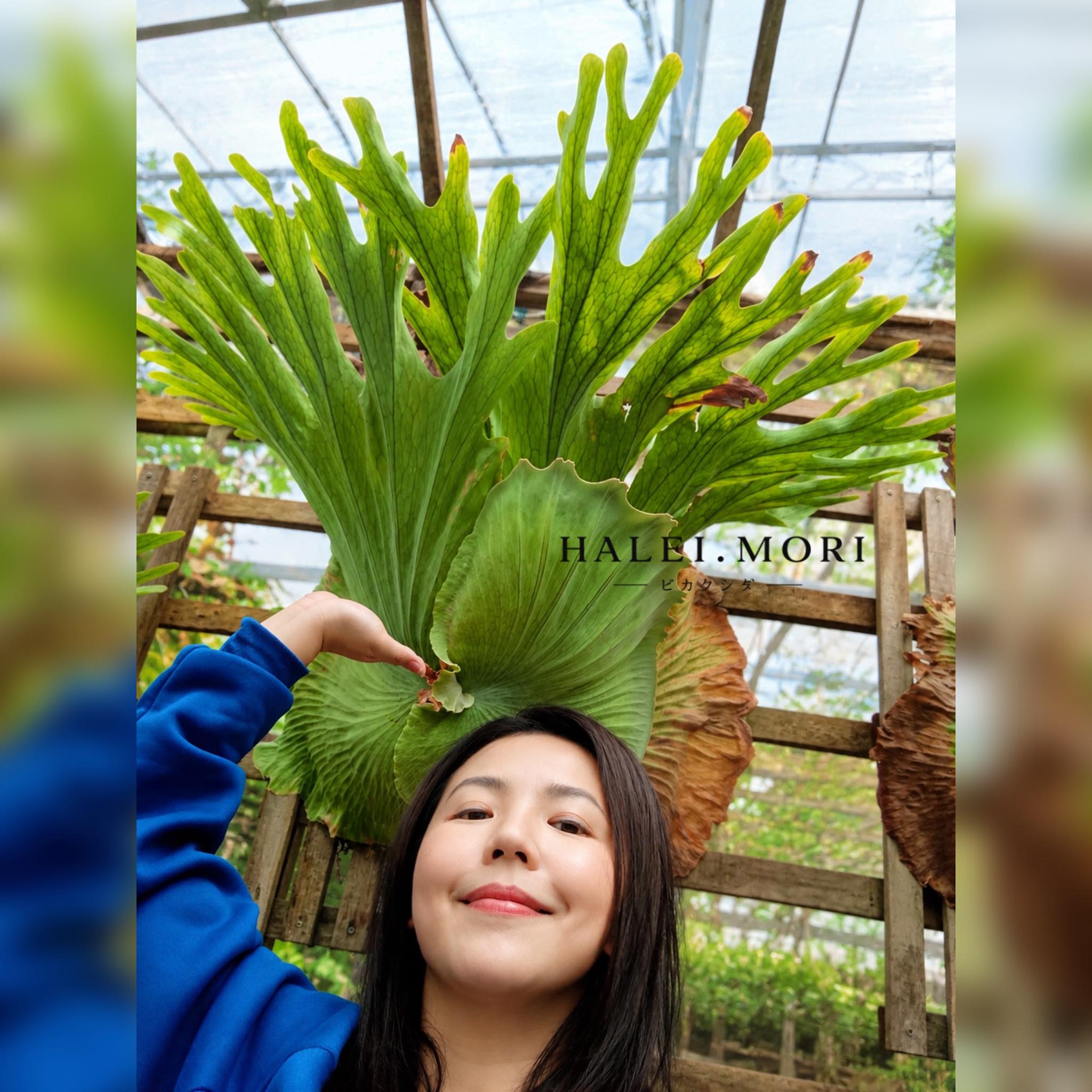 P.Veitchii Auburn River Lisawa (OC) #staghornfern #platycerium